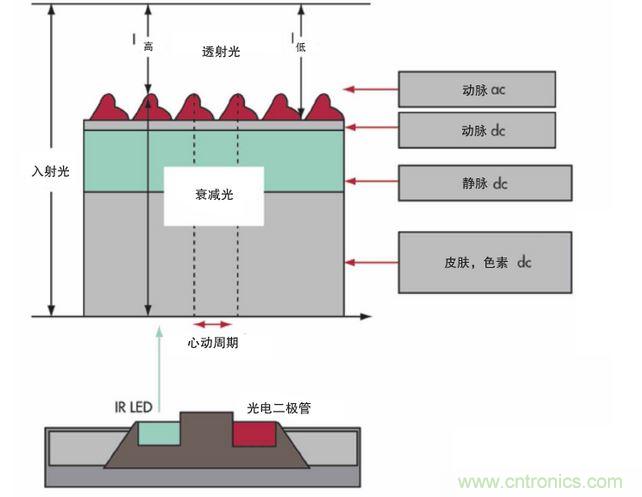 可以用發(fā)光二極管 （LED） 來照亮皮膚，然后測(cè)量反射到一個(gè)光電二極管的光量來監(jiān)測(cè)每個(gè)心動(dòng)周期