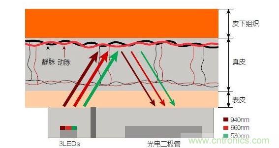 反射光脈搏測(cè)量原理。傳感器發(fā)出的光透過(guò)皮膚和組織，一部分被吸收，一部分被反射回檢測(cè)器。因?yàn)閯?dòng)脈中的血流量隨心臟的每次跳動(dòng)會(huì)有所變化，因此光線被吸收的量以及檢測(cè)器收到的信號(hào)強(qiáng)度也會(huì)隨之發(fā)生改變。綠光可以在手腕處提供最佳結(jié)果，而紅光和紅外光一般用于手指測(cè)量。 8