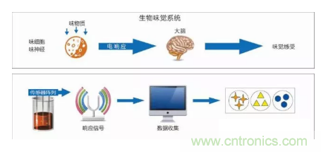 仿生傳感器的定義、原理、分類及應(yīng)用