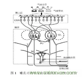 仿生傳感器的定義、原理、分類及應(yīng)用